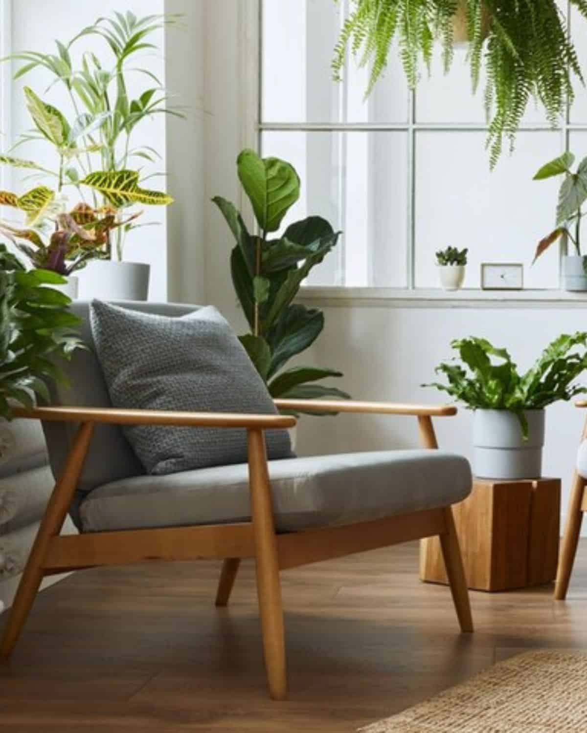 house plants 2